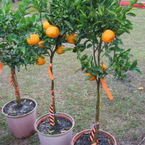 نهال نارنگی
