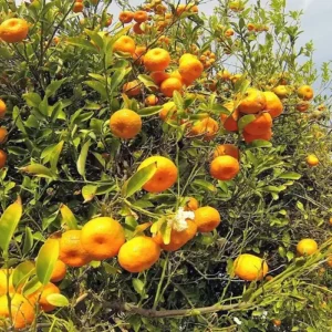 نهال نارنگی ژاپنی