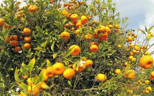نهال نارنگی ژاپنی