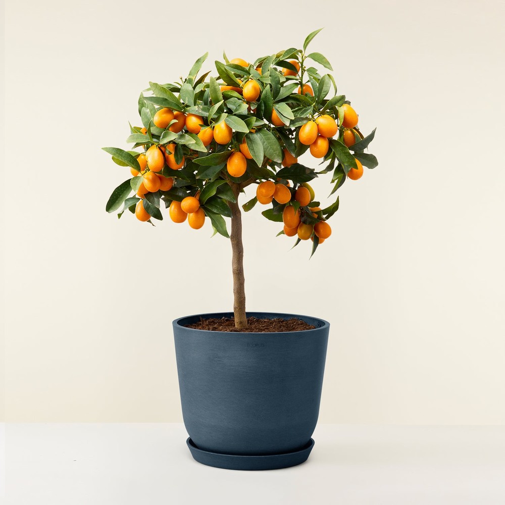 nahalKumquat